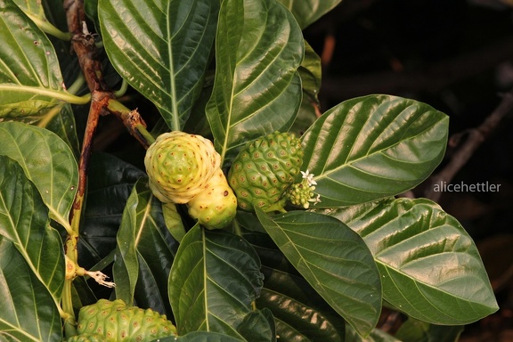 Noni-Baum (Morinda citrifolia)